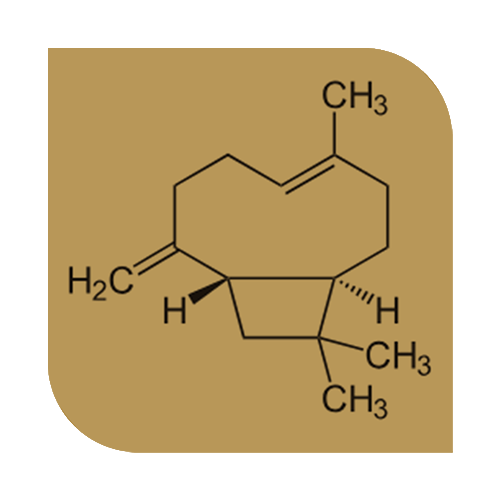 Caryophyllene